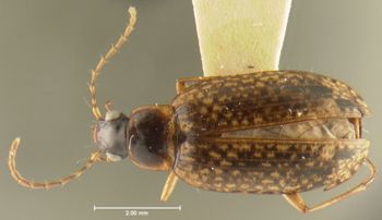 Media type: image;   Entomology 28662 Aspect: habitus dorsal view